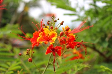 The beauty of the red flower decoration green background
