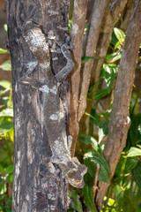 Giant leaf-tailed gecko, Uroplatus Fimbriatus,  in its natural habitat on Madagascar