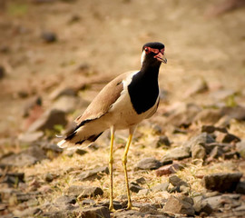 crowned crane