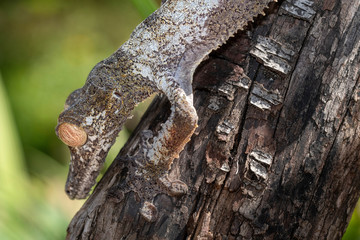 Giant leaf-tailed gecko, Uroplatus Fimbriatus,  in its natural habitat on Madagascar