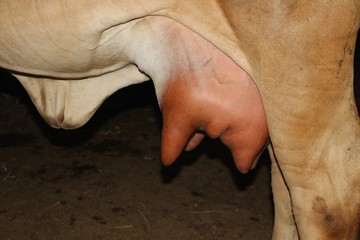 The cow's breast is large because the swelling is due to the baby not feeding