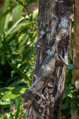 Giant leaf-tailed gecko, Uroplatus Fimbriatus,  in its natural habitat on Madagascar