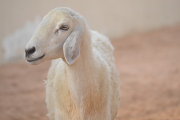 white sheep