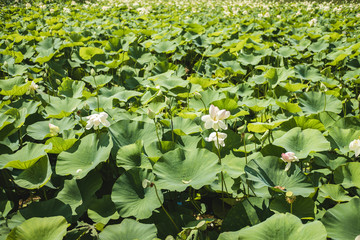 Beautiful white lotus on lotus lake at sunset. Concept of calm, harmony and peace.