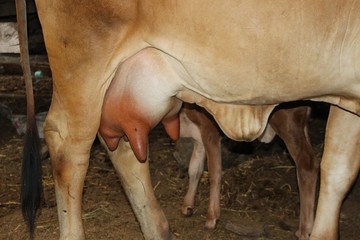 The cow's breast is large because the swelling is due to the baby not feeding