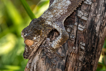 Obraz premium Giant leaf-tailed gecko, Uroplatus Fimbriatus, in its natural habitat on Madagascar