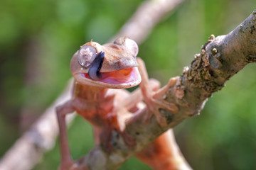 Giant leaf-tailed gecko, Uroplatus Fimbriatus,  in its natural habitat on Madagascar