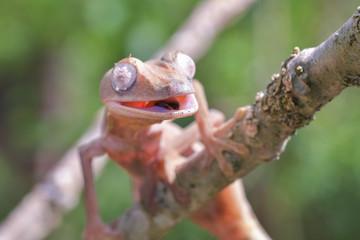 Giant leaf-tailed gecko, Uroplatus Fimbriatus,  in its natural habitat on Madagascar