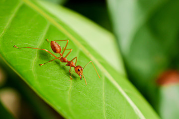 ants on green leaf