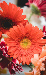 Bright beautiful red and yellow flowers gerbera. Floral still life.