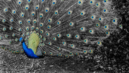 Obraz premium Peacock with open tail feathers. Black and white. Selective color.