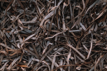 Getrocknete Algen am Strand Copysapce