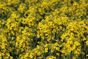 yellow mustard field in summer