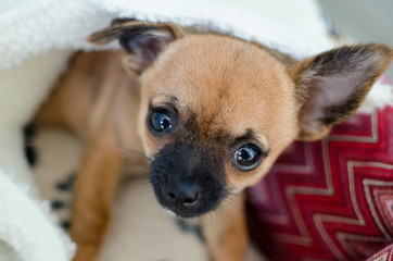 Brown chihuahua dog lying under his blanket on his bed and looking at the camera