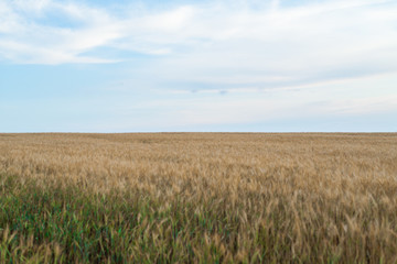 Wheat field in the evening at sunset.
