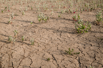 Drying plants on cracked dry ground.