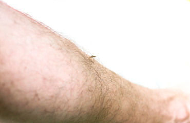 Mosquito sitting on the leg. Insects bite in the summer. Dangerous nature. Itchy body.