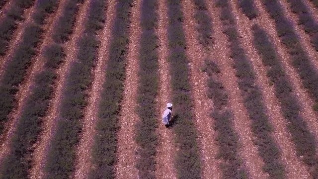 Aerial footage of lavender fields in Ardeche, France