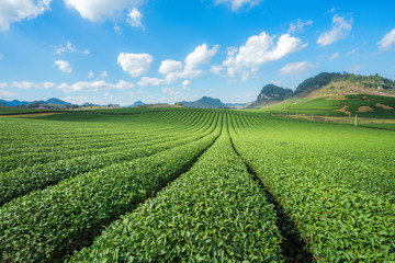 Tea plantation landscape on clear day. Tea farm with blue sky and white clouds. - obrazy, fototapety, plakaty