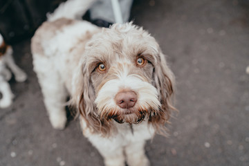 Spinone Italiano white-brown dog playing with the camera.