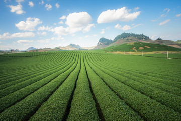 Fototapeta na wymiar Tea plantation landscape on clear day. Tea farm with blue sky and white clouds.
