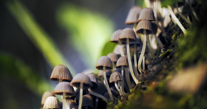Group of small white delicate mushrooms growing in the grass. Pleated inkcap mushroom found in the grass after an autumn rain. Close up of Parasola plicatilis mushroom or ink cap.