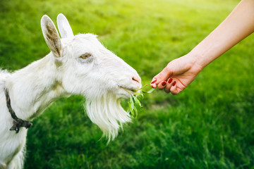 White goat eating willow. Woman is feeding domestic animals in the nature.