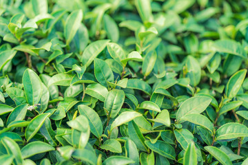 Tea leave in tea plantation