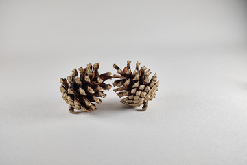 pine cone on white background