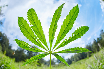 Leaves and stem of wild cannabis marijuana on blue sky background.