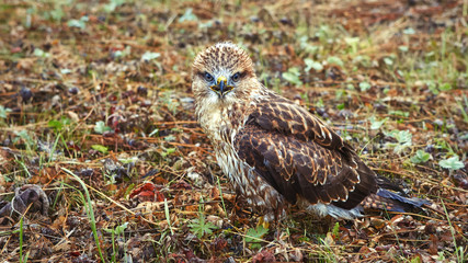 Young chick kite sitting in a meadow and looking into the frame.