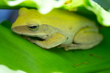 Frog, Polypedates leucomystax,polypedates maculatus on Green leaf texture background, Bird's nest fern, Asplenium nidus, Rainy season