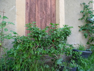 tomaten vor einem alten haus