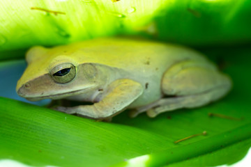 Frog, Polypedates leucomystax,polypedates maculatus on Green leaf texture background, Bird's nest fern, Asplenium nidus, Rainy season