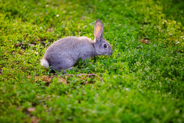 Cottontail bunny rabbit eating grass.background image. background image