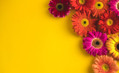 Bright beautiful gerbera flowers on sunny yellow background. Concept of warm summer and early autumn. Place for text, lettering or product. View from above, Copy space. Flatlay.