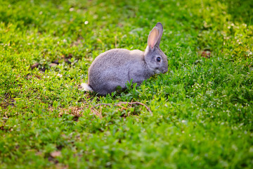 Cottontail bunny rabbit eating grass.background image.background image