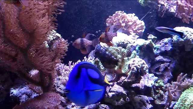 Fish surgeon in aquarium. Acanthurus sohal in zoo