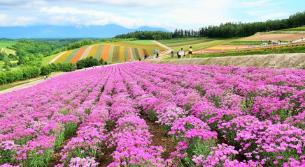 北海道、夏の美瑛の花畑、日本