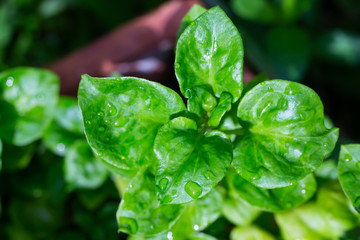 Raindrops on Watercress leaves  in the garden, Organic vegetables, Macro & Close up shot, Selective focus, Healthy food concept