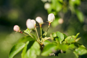 Close up shot of apple tree branch in city garden