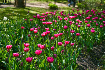 Tulip festival illuminated by sunshine in park 