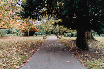 Naklejka premium Autumnal park: trees, benches and hot yellow leaves.