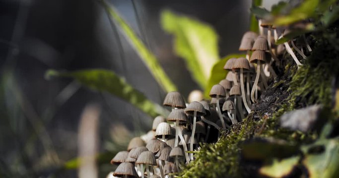 Group of small white delicate mushrooms growing in the grass. Pleated inkcap mushroom found in the grass after an autumn rain. Close up of Parasola plicatilis mushroom or ink cap.