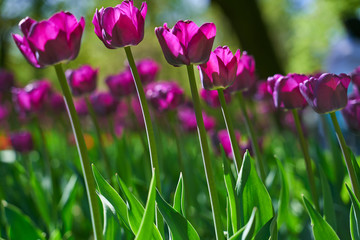 Tulip festival illuminated by sunshine in park 