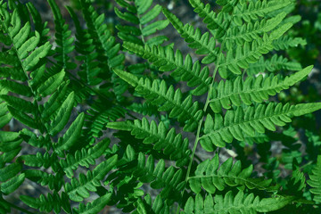 Green fresh leaves of an ostrich fern or fern on a violin or shuttlecock Matteuccia struthiopteris green background from fern leaves.