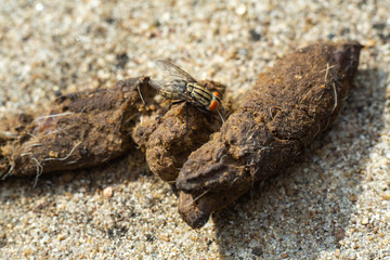 A Housefly holding on fresh dog poop with hair, Cement floor background, Jack russell terrier, Close up & macro shot