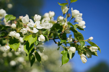 Close up shot of apple tree branch in city garden