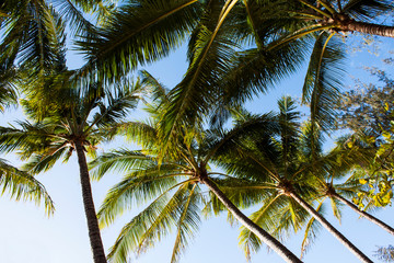 Fototapeta na wymiar Tropical coconut palms on a south sea island signifying a taste pf paradise.