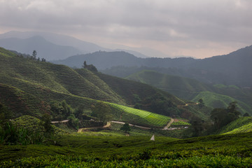 Cameron highlands plantation, Malaysia.